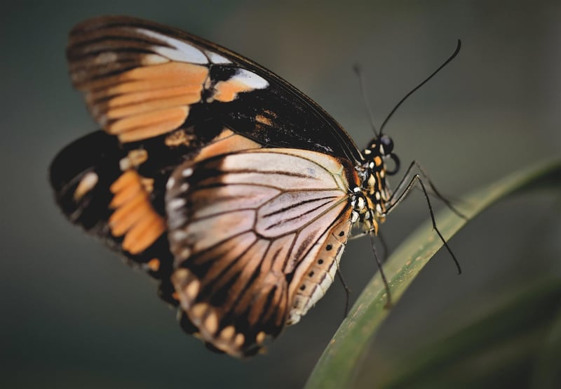 Avoiding Butterfly Effects